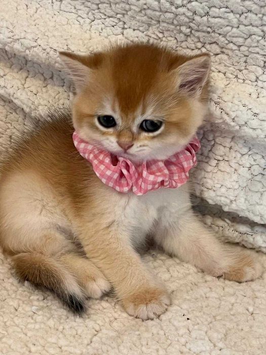 Fetiță delicată british shorthair golden chinchilla! Pedigree WCF. Felisă autorizată
