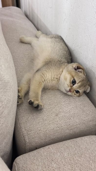 Шотландские котята шиншилла