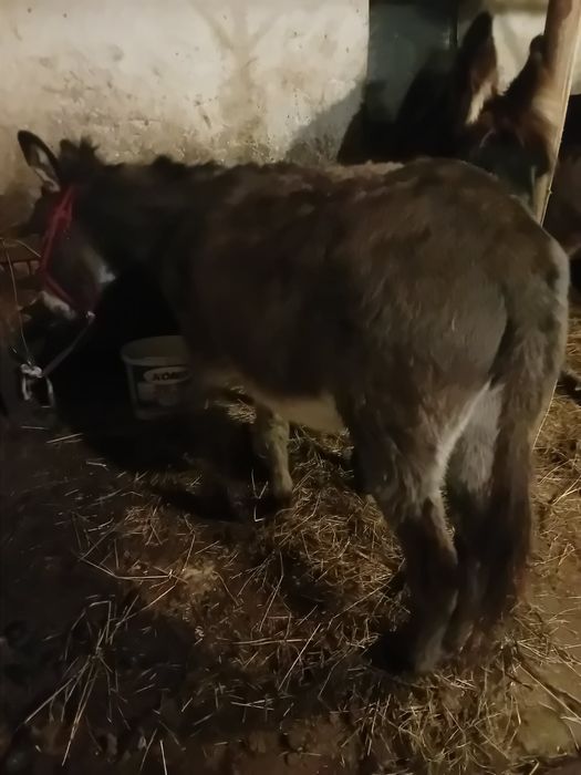 Vând măgăriță de 5 anii ( gestantă )