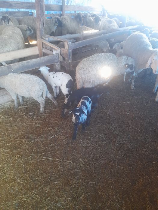 De vânzare oi cu miei