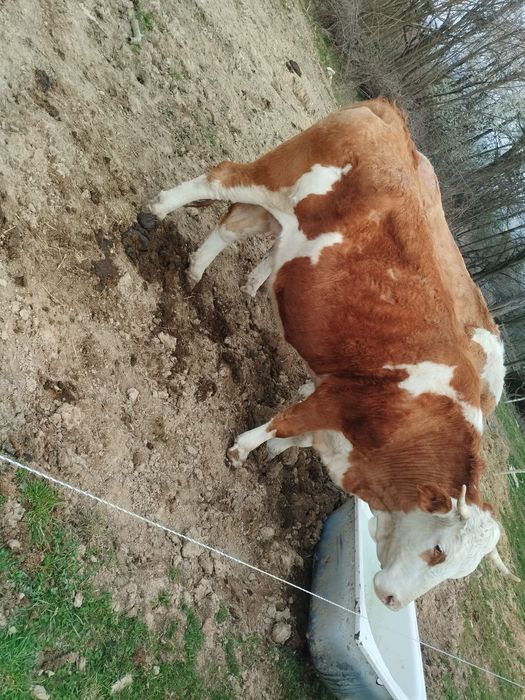 Vacă 4 ani gestanta