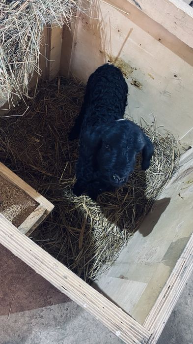 Козы сатылады