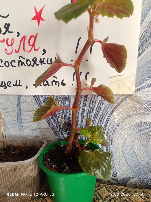 Продам бегонию..