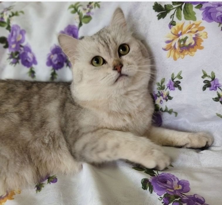 Вязка кота с кошкой Juftlashuvchi mushuklar