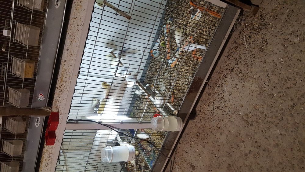 Canari de cântec roller