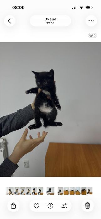 Котята бесплатно