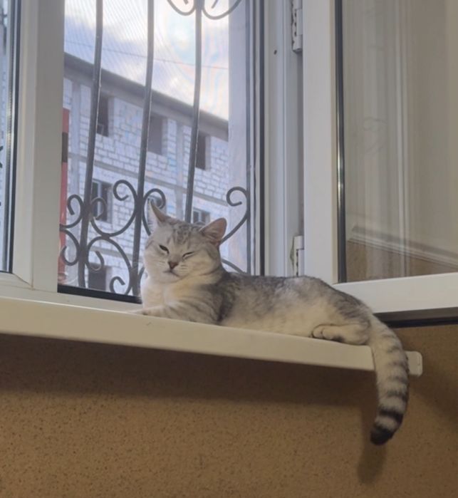 Прямоухо красивый мальчик