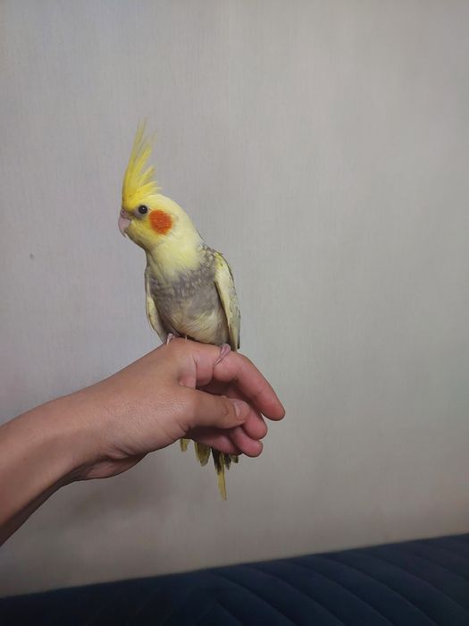 Корела ручной клеткой ,корм