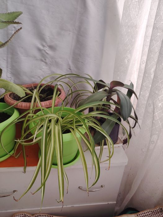 Продам ком цветы