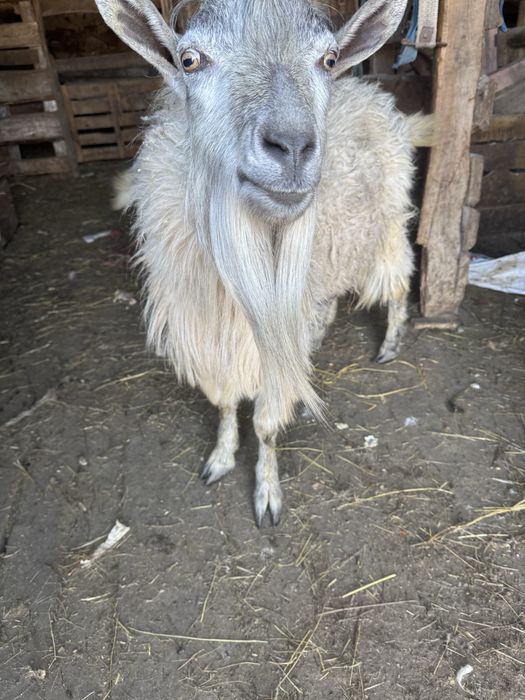 Продается Козы Козел козленок