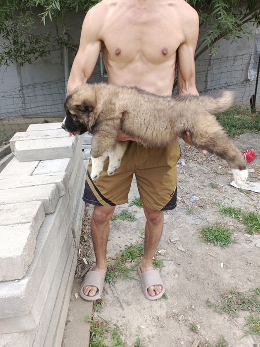 Продаётся кавказская овчарка