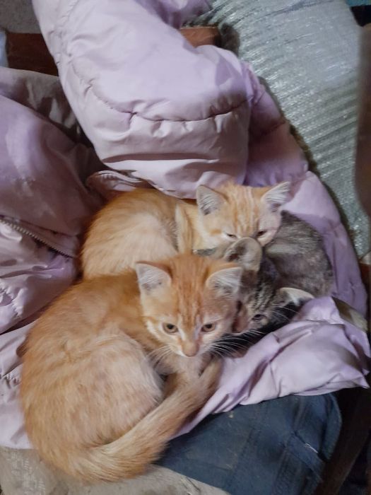 Отдам милых котят
