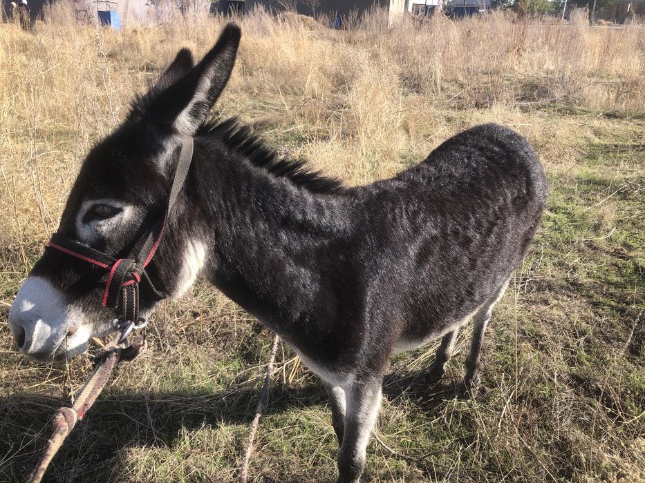 Порнодағы жетілген француз әйелдері