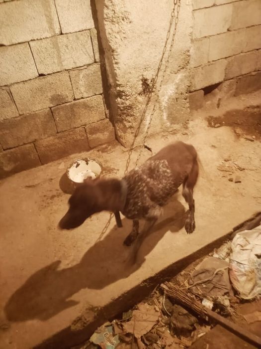 Продам  готсхара