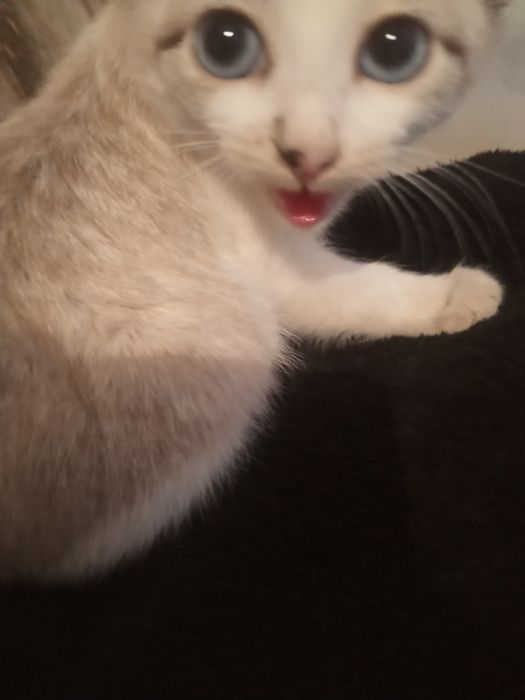 Отдам в добрые руки