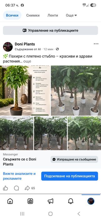 Пахира дървото на късмета