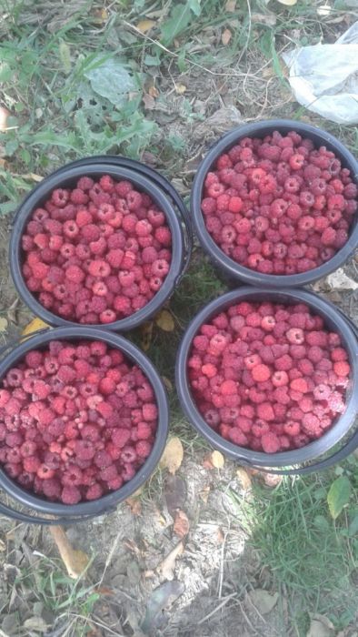 Малина Кучатлари сотамиз ва Замороженные малина экспорт киламиз