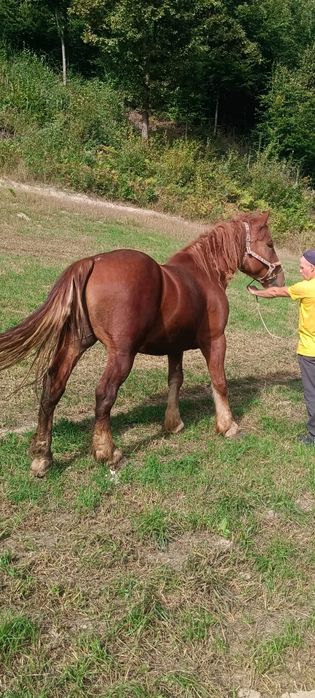 Vând cal de 6 ani mai multe detalii la telefon