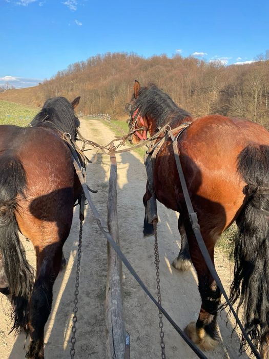 Vand doi manji de doi ani