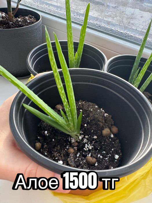 Комнатные домашние растения