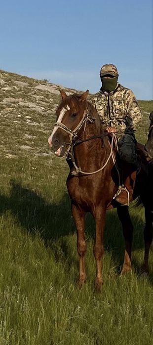 Продается жеребец