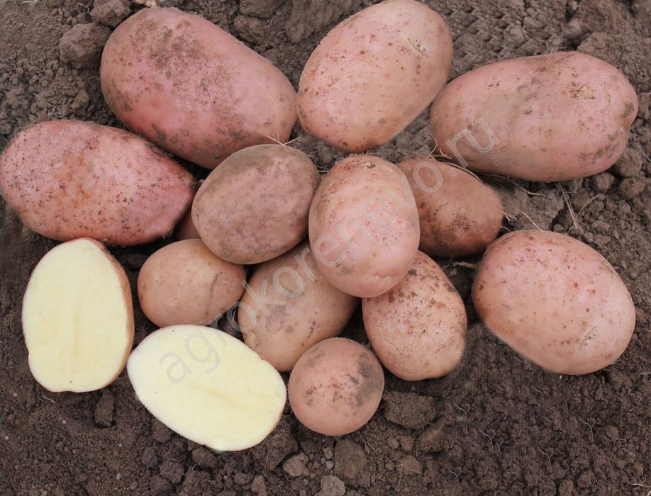 Картофель дачный