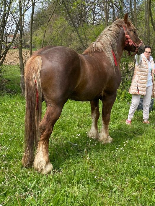 Vând Harmasar de 3 ani.