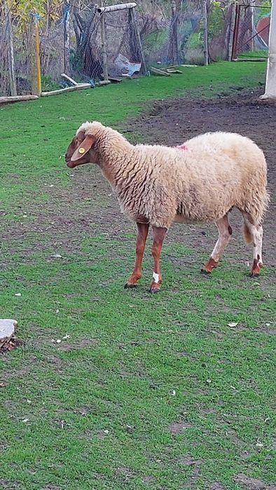 Заплодени, млади овце