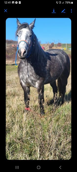 Vând sau schimb  cu animale