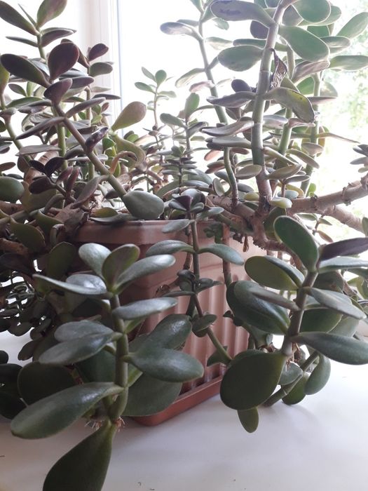 комнатные цветы в горшке