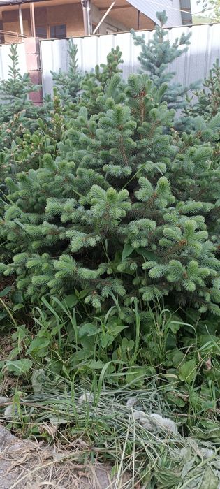 Голубая и зелёная ель