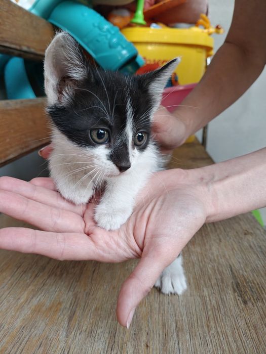 Pisoi spre adopție