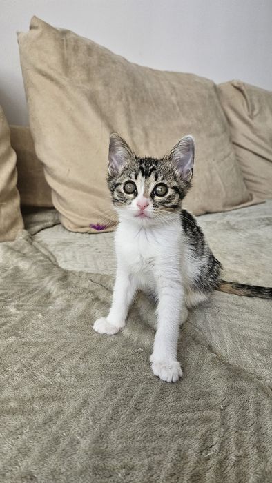 Pui pisica adoptie