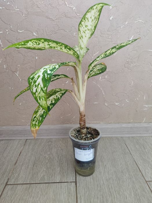 Аглаонема Star Bright