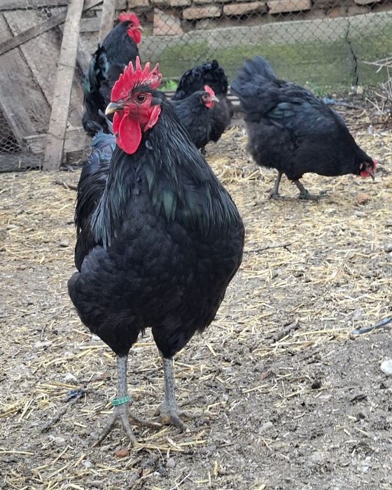 Pui Jersey Giant,, Sussex HD si Porțelan.