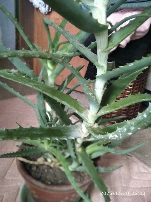 Алое лечебный столетник с детками