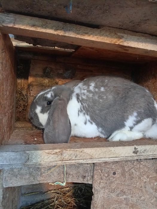 Iepuri rasa berbec german