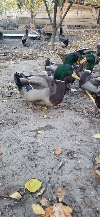 Rate rouen origine Slovacia