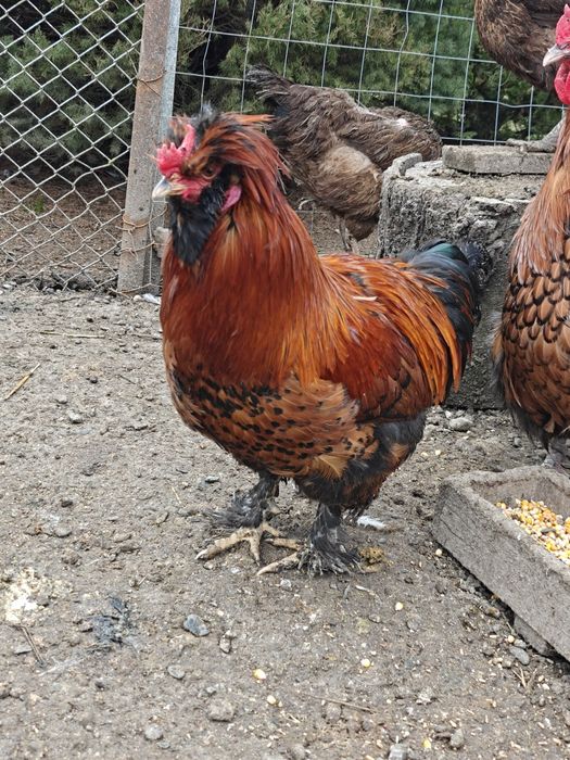 Петел порода Павловски - на 10 месеца