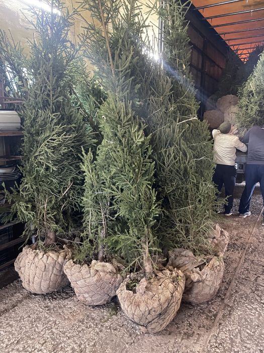 Ель сибирская