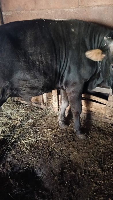 Семіз Бұқа сатылады