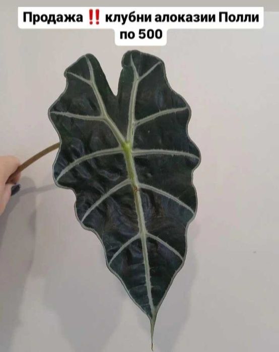 Алоказии комнатные растения