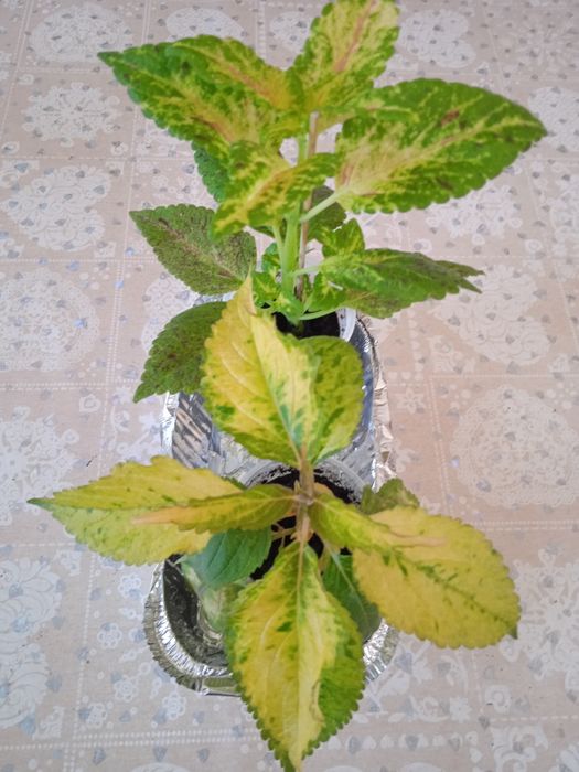 Продам   комнатные цветы