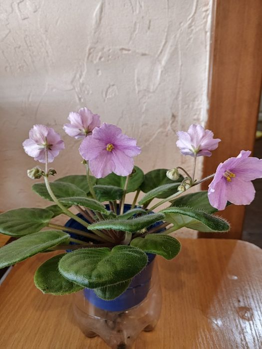 Фиалки молоденькие