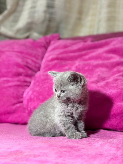 Продам котят британцев