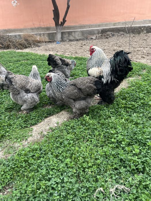 Brama tovuq tuxumlari soriladi.Narxi 10000 so’mdan