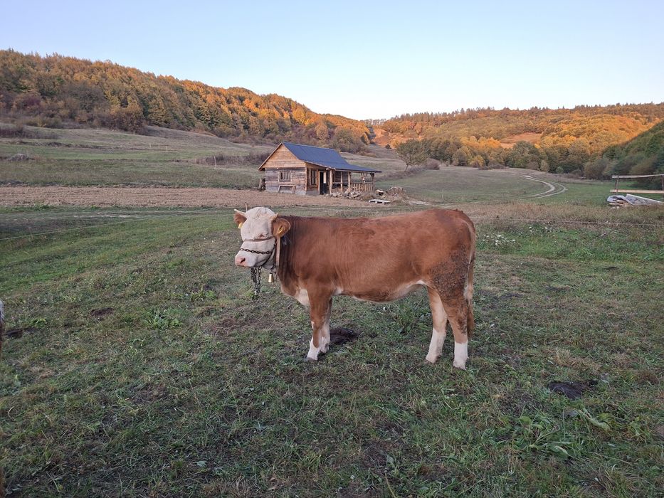 Junica de un an și jumătate informație la telefon