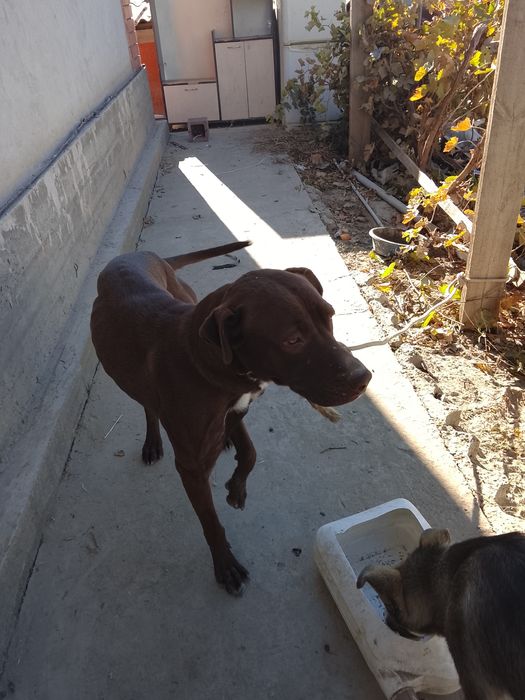 Продается кубинский Пит, сучка