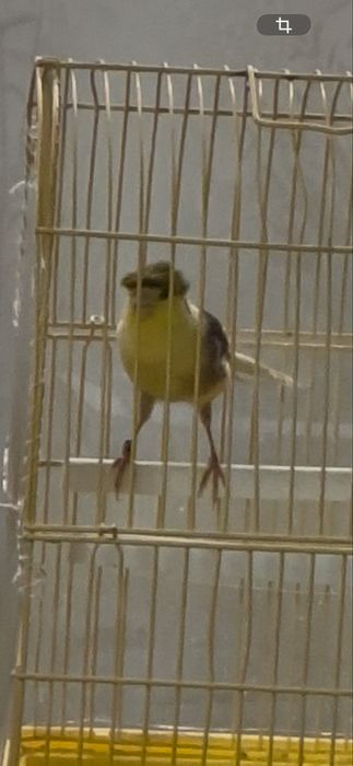 Canari Timbrado mascul
