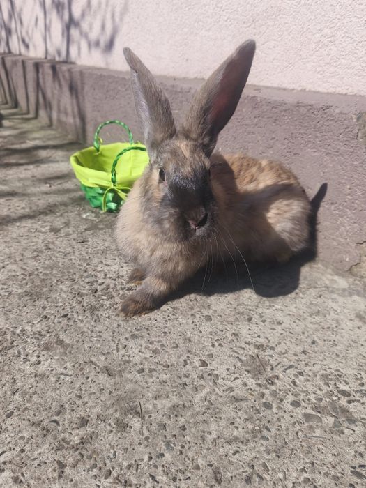 Iepuri tineri și sănătoși, caută familii iubitoare!